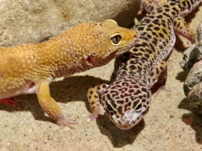 Gecko léopard - De Zonnegloed - Refuge pour animaux